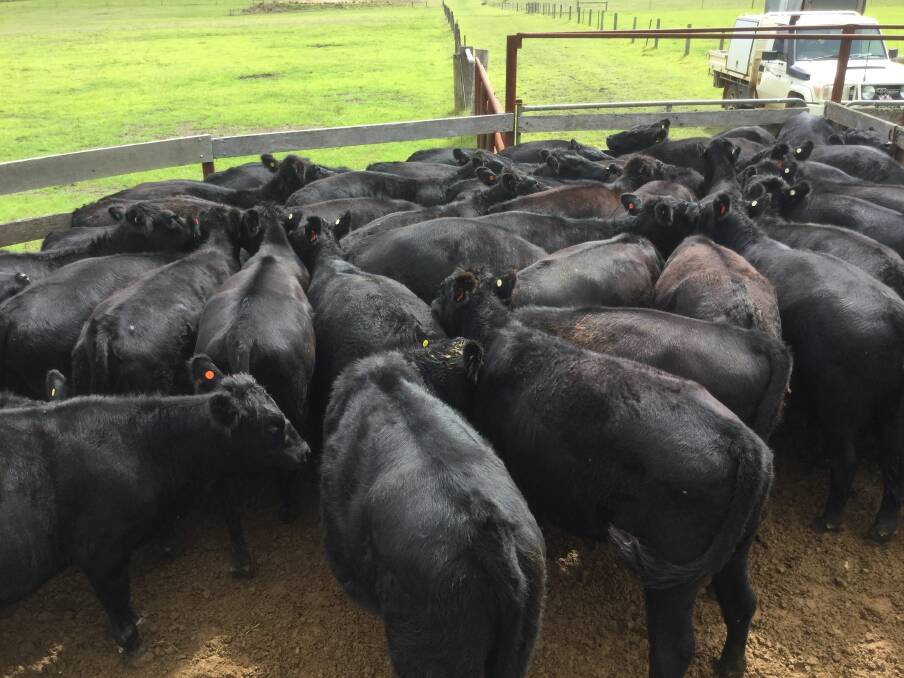 An example of the Angus heifers featuring DIamond Tree, Coonamble and Mordallup genetics to be offered by A & GA Perrella, Redmond, during the Elders Mt Barker cattle sale on Thursday April 6.