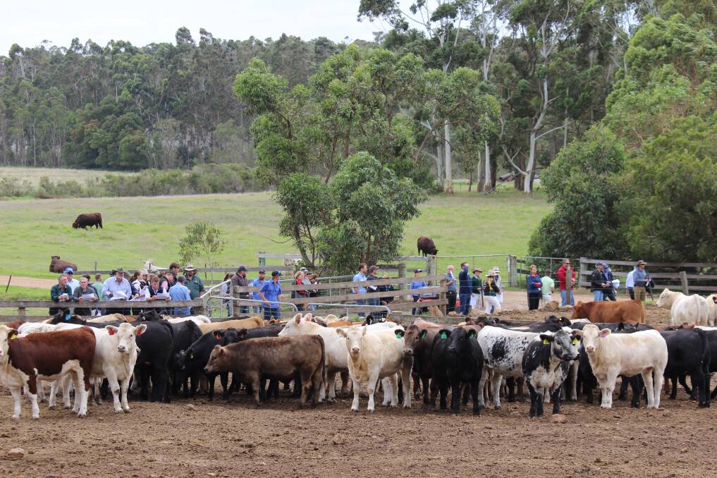 A strong crowd was in attendance at this year's Harvey Beef Gate to Plate Challenge mid-way inspection and field day Wilyung Feedlot, Albany, last week.