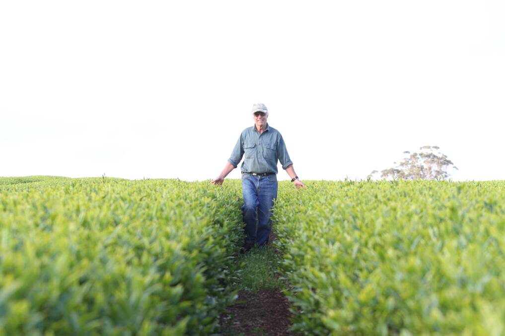 Ron Kemp, Southern Forest Green Tea, believes the conditions in Northcliffe are ideal for growing green tea.