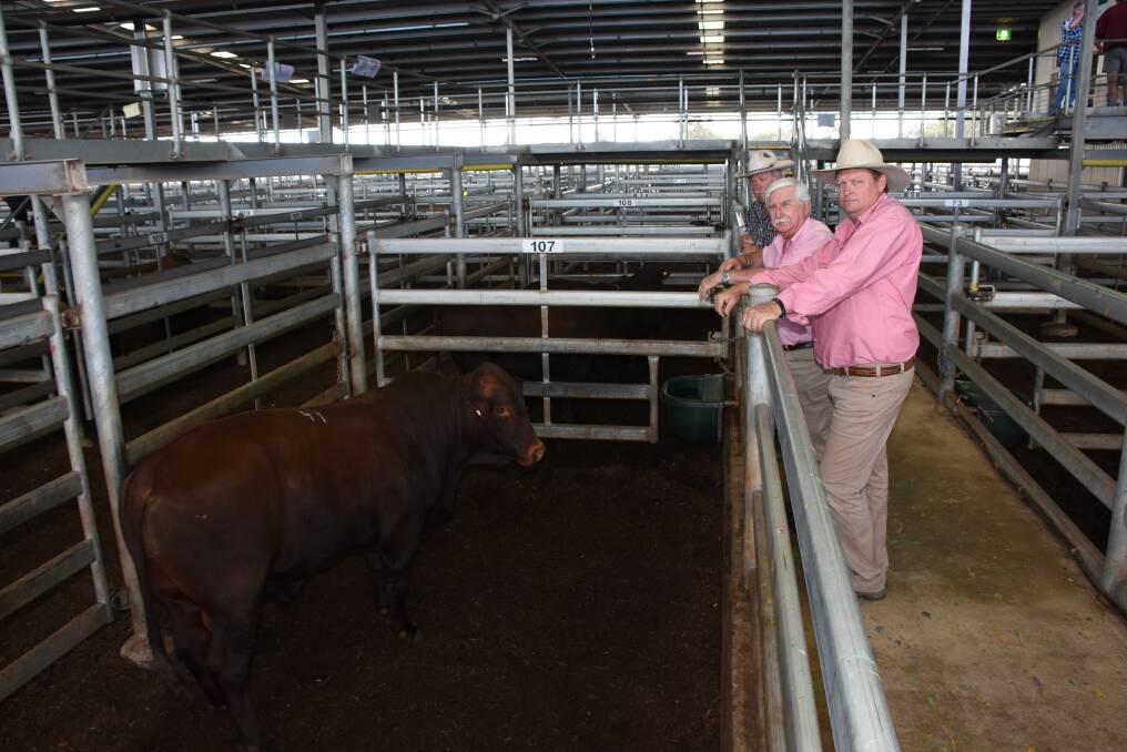 With the $6500 top-priced Santa Gertrudis bull sold by the Merryup stud, Mt Barker and purchased by Primaries lower Great Southern representative Rob Williams for an undisclosed southern client were Merryup principal Bill Sounness (left), Elders livestock sales manager Tom Marron and Elders Moora representative Clint Fletcher.
