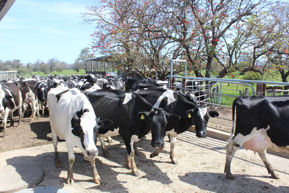 Farmgate prices paid to WA dairy farmers for the milk they produce have been impacted by low retail prices and "step down" prices in Eastern States according to an Australian Competition and Consumer Commission summary of issues raised at a Bunbury farmers' forum