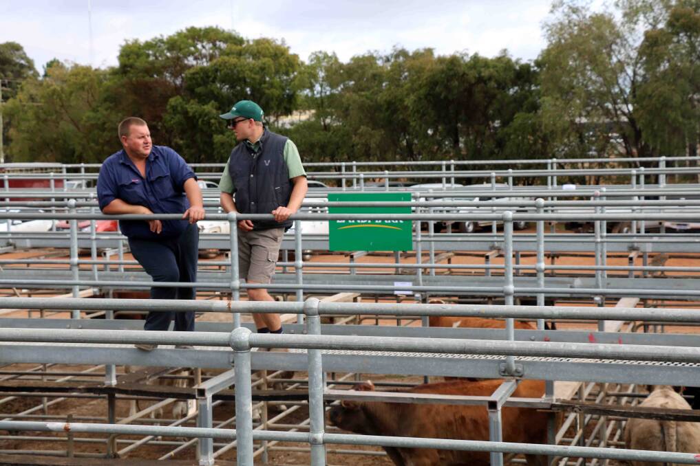 Paul Wright (left), Bridgetown, discussed the offering in the sale with Landmark Bridgetown representative and sale auctioneer Matt Watts. Mr Wright bought heifers up to $1001 and 338c/kg.