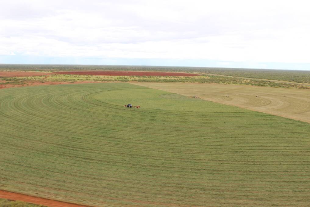  One of Minderoo's Rhodes grass centre pivots covering 35ha. Two new pivots are being prepared and will be planted soon to provide Lucerne, Sorghum and Rhodes grass hay for mustering season.