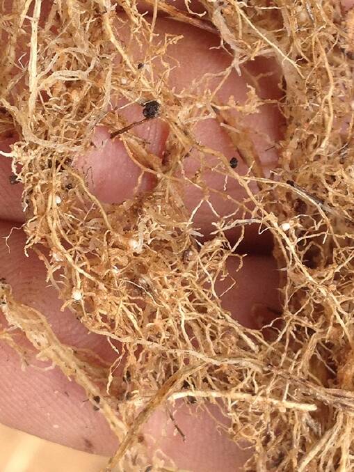 CN (pictured on barley roots) affects wheat, barley, oat and triticale crops and can cause yield losses of more than 70 per cent in intolerant varieties. Photo: Brad Bennett, AGRIvision.