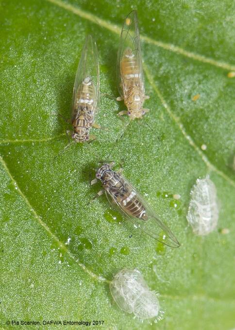 National authorities have determined tomato potato psyllid can not be eradicated from Australia.