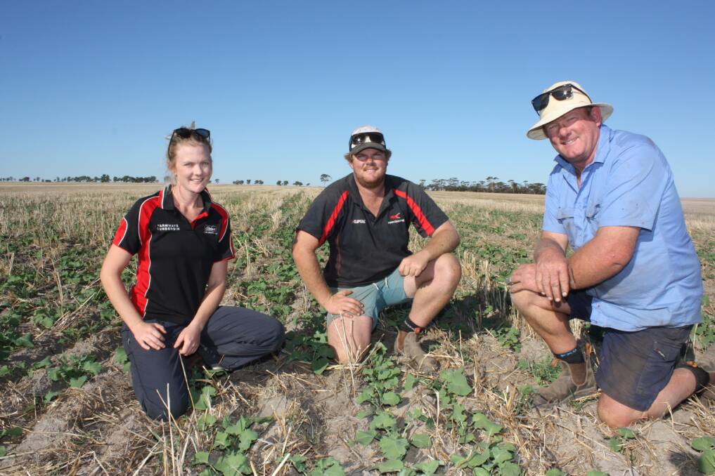 Holly (left), Tom, and David Godfrey check out the Roundup Ready IH51 variety canola planted on their Cunderdin property in late March.