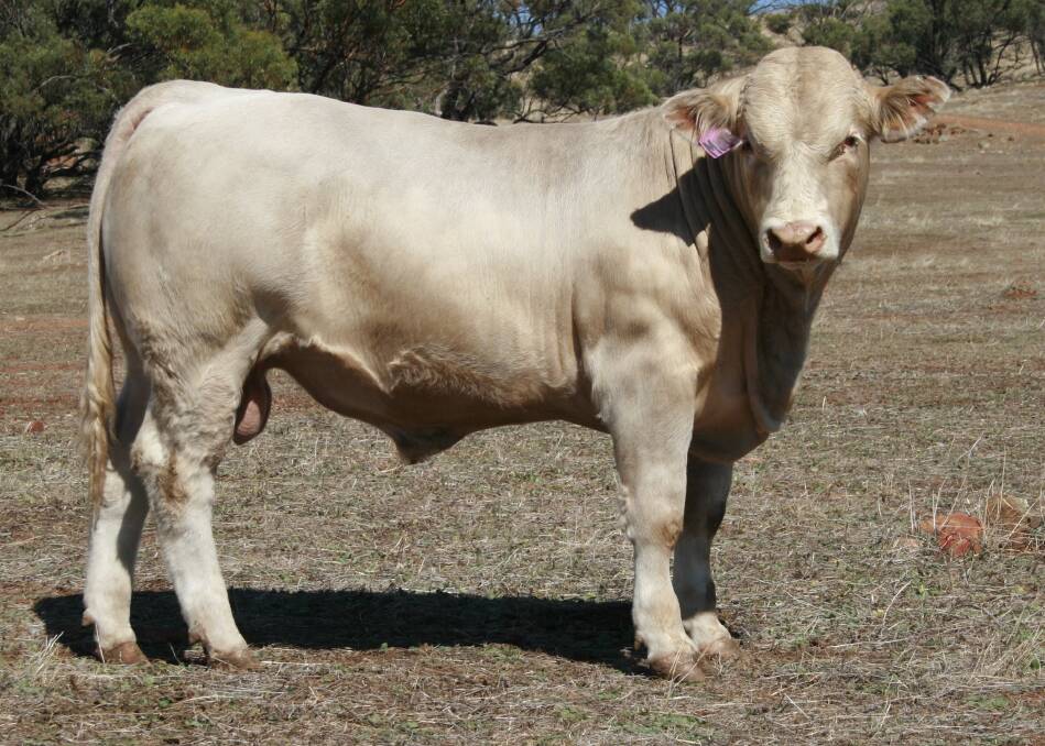 Liberty Mr Lincoln M32E will be offered in lot 15 at the Liberty Charolais yearling bull and female sale at the Muchea Livestock Centre on Monday, May 22, 2017.