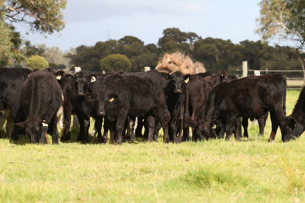 Runnymede Farm, Binningup, will truck in 32 beef steers which are eight to 10 months old from its herd of 120 mainly Shorthorn breeders. Its offering will consist of 24 Angus steers and eight Speckle Park steers.