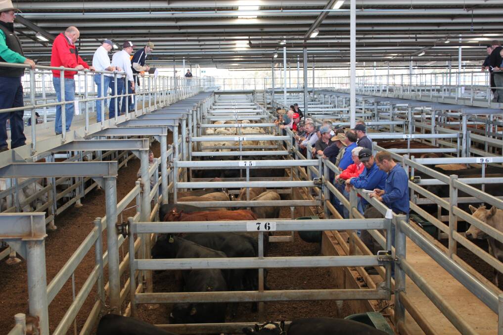 Cattle numbers dropped at the Muchea Livestock Centre this week.