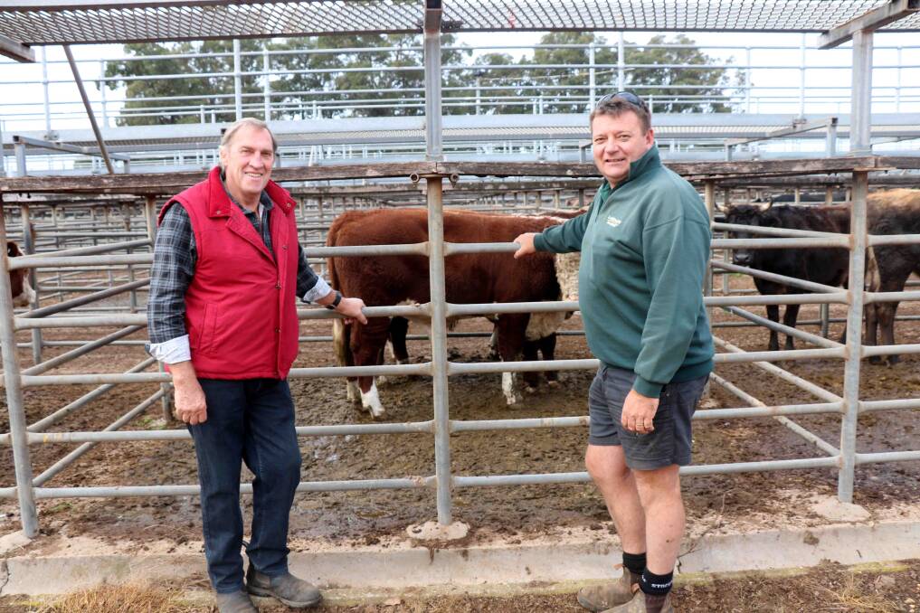 John Reeve (left), Manjimup, with Manjimup Landmark representative Brett Chatley, inspecting the Hereford bulls on offer before the sale. Mr Chatley later purchased one for Mr Reeve as a back-up bull to use in his herd.