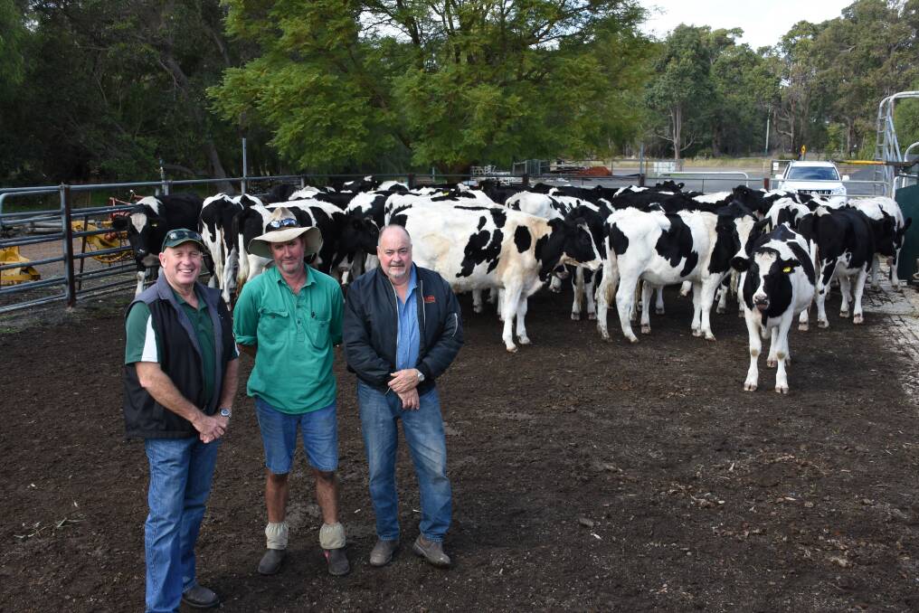 Landmark Busselton agent Wayne Hams (left), Molita Grove Grazing's Justin Bell and owner Chip Yelverton, Quindalup, with the operation's Friesian steers which will be offered in the day one sale on Friday, June 2. The operation will offer 44 Friesian steers aged 20-24 months.