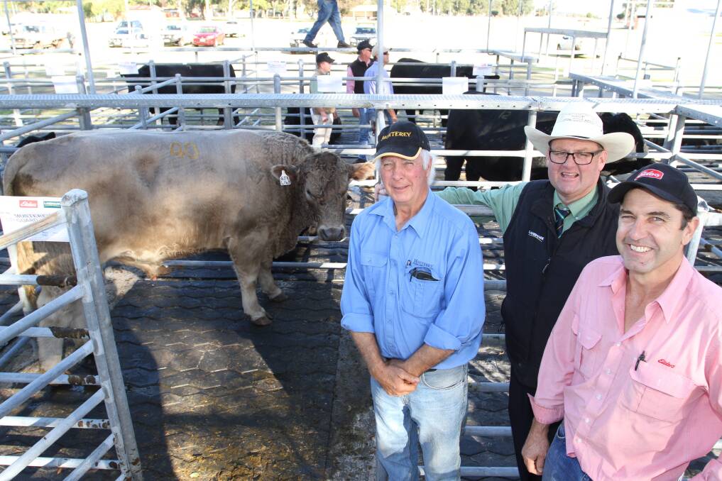 With the $12,000 top-priced Murray Grey bull at the ninth annual Monterey Winter Bull Sale at Brunswick last week were Monterey stud principal Gary Buller (left), Karridale, Landmark auctioneer Tiny Holly and Elders Margaret River agent Alec Williams. Mr Williams purchased the bull via phone on behalf of EG Brosell, Rocky Cape, Tasmania.