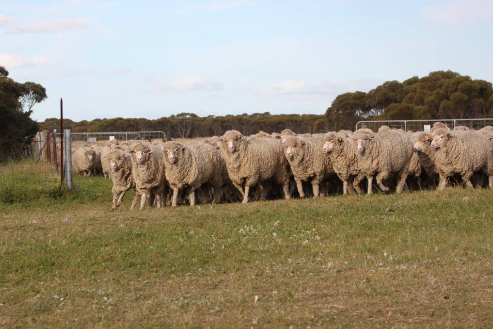 Market pushes sheep and wool prices