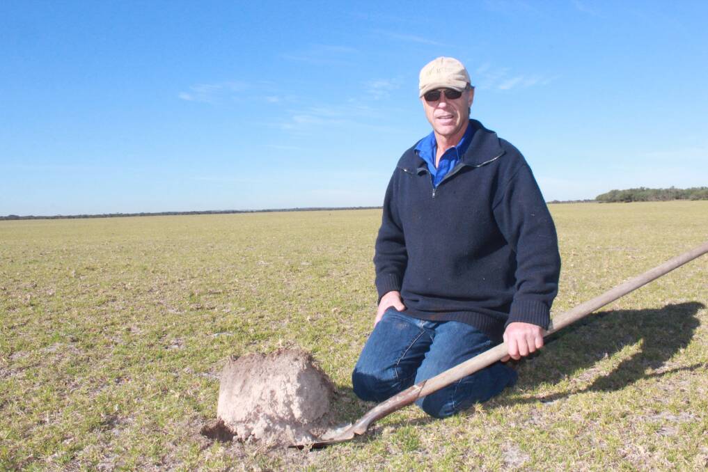 The establishment of kikuyu on Morgan Sounness's Wellstead property has transformed paddocks. What used to be deep gutless sandy soils are slowly binding together and removing erosion issues.