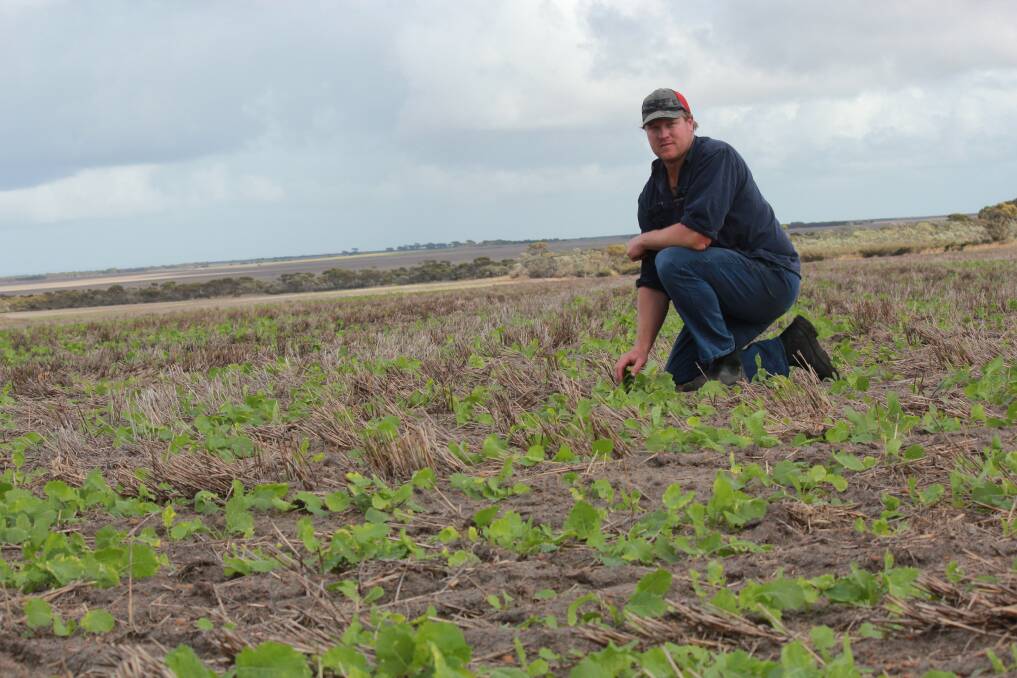 Munglinup grower Gary Walker is pictured in a paddock of Bonita canola that was seeded on April 11, with this photograph taken on May 16. Germination across this cropping program was evening up with the heavier country starting to catch up to the crops sown on lighter soil types.