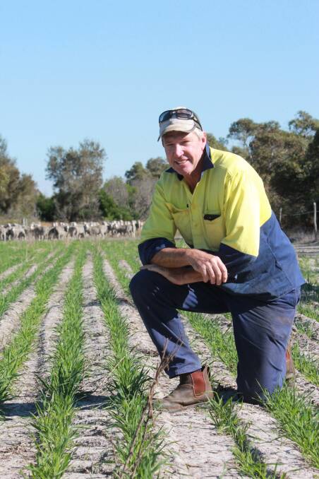 South Stirlings farmer Mal Thomson inspects a paddock that has been sown to clover, serradella and oats. This paddock will carry ewes that have been scanned as having twins.