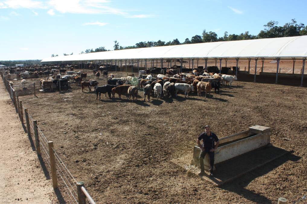 Lotfeeder Gary Dimasi said the dome shelter keeps his cattle clean and warm during winter and offers shade in the heat of summer.