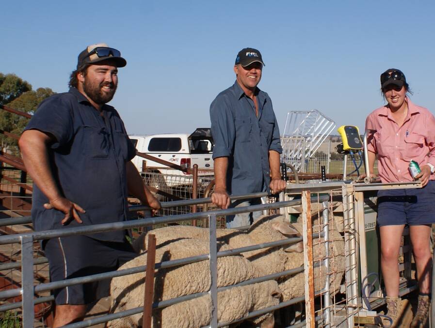 Luke (left) and Grant Robinson drafting lambs for WAMMCO on the Babakin property with Elders Corrigin representative Kate Varis. This line averaged $150 per head.