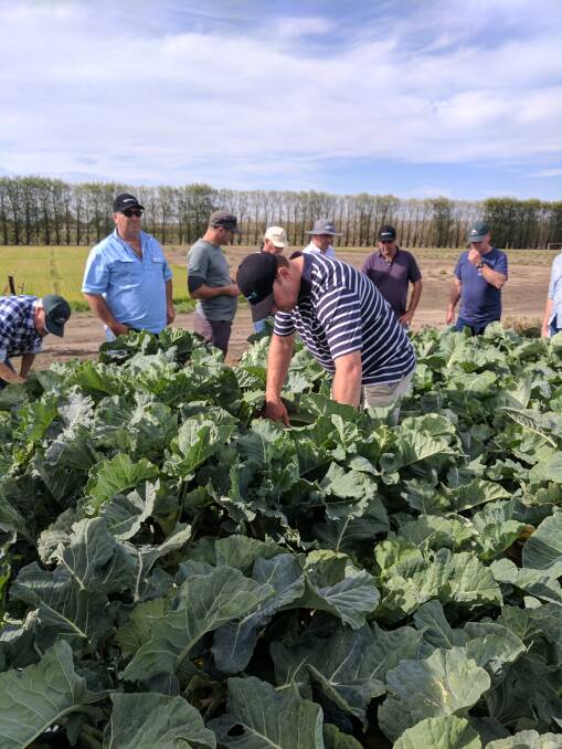 The group inspect Fodder Kale at New Zealand Agriseeds near Darfield as part of ASHEEPs techical tour of New Zealand's sheep industry earlier this year.