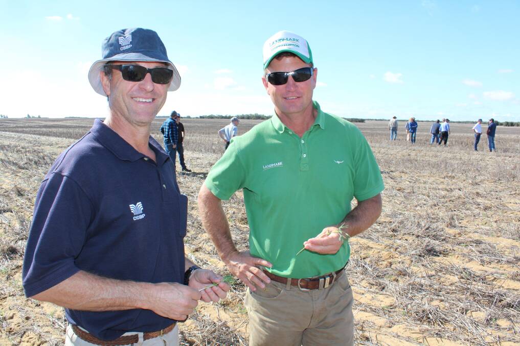  Luigi Moreschi (left), CSBP, with Rob Campbell, Landmark Geraldton, inspect the lupin crop at the Eastough's farm.