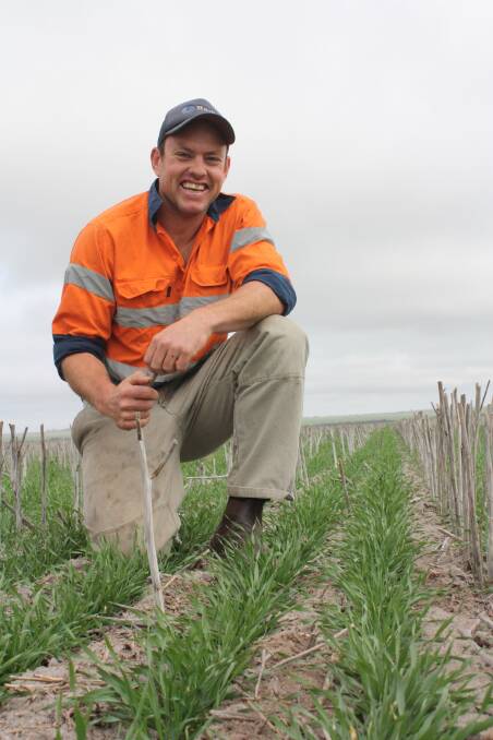 ONGERUP  farmer Matt Campbell recorded a timely 26 millimetres of rain on the family farming property in the past week to nudge falls close to the June average.  Here, Matt is checking germinations of Planet barley sown into canola stubble on May 10.  “We got 180mm of rain in February so that was a big plus,” he said. 