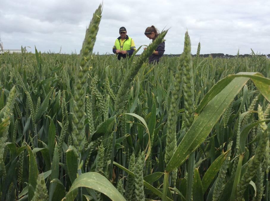 Growing up to 10 tonnes a hectare cereal crops throughout the high rainfall zone of the South Coast is a distinct possibility, according to Precision Agronomics Australia director Quenten Knight.