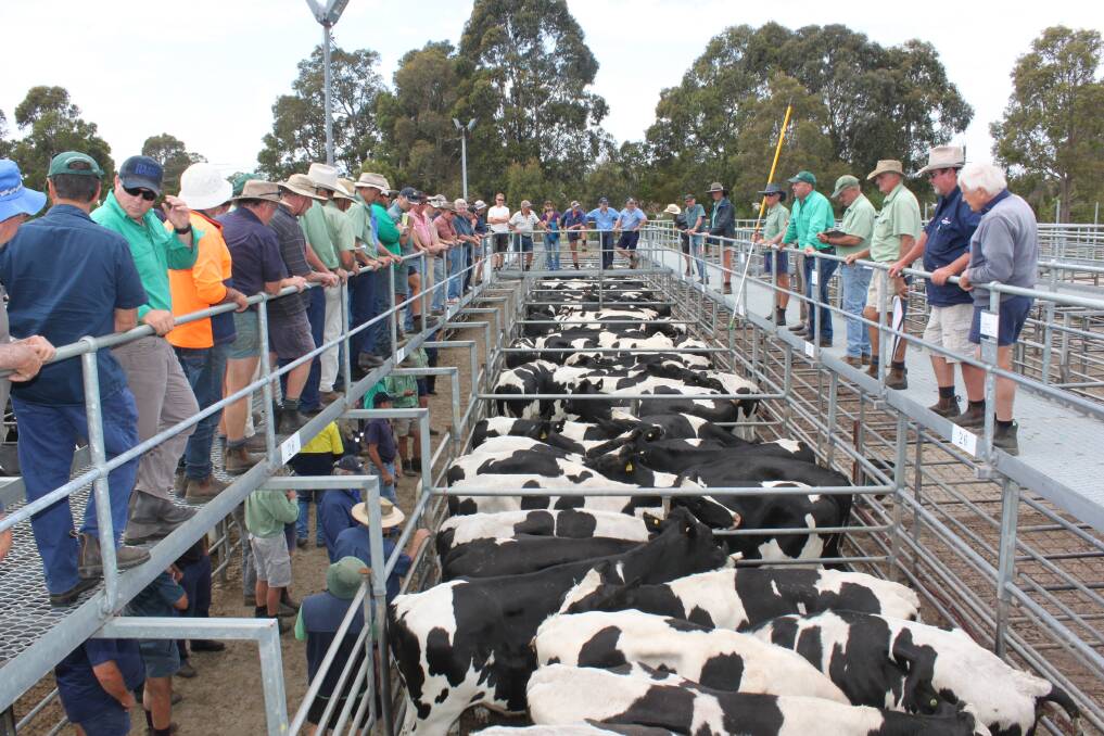 The Landmark Boyanup store sale on Friday, July 7, commencing at 1pm will feature a good run of Friesian steers sold both liveweight and appraisal.