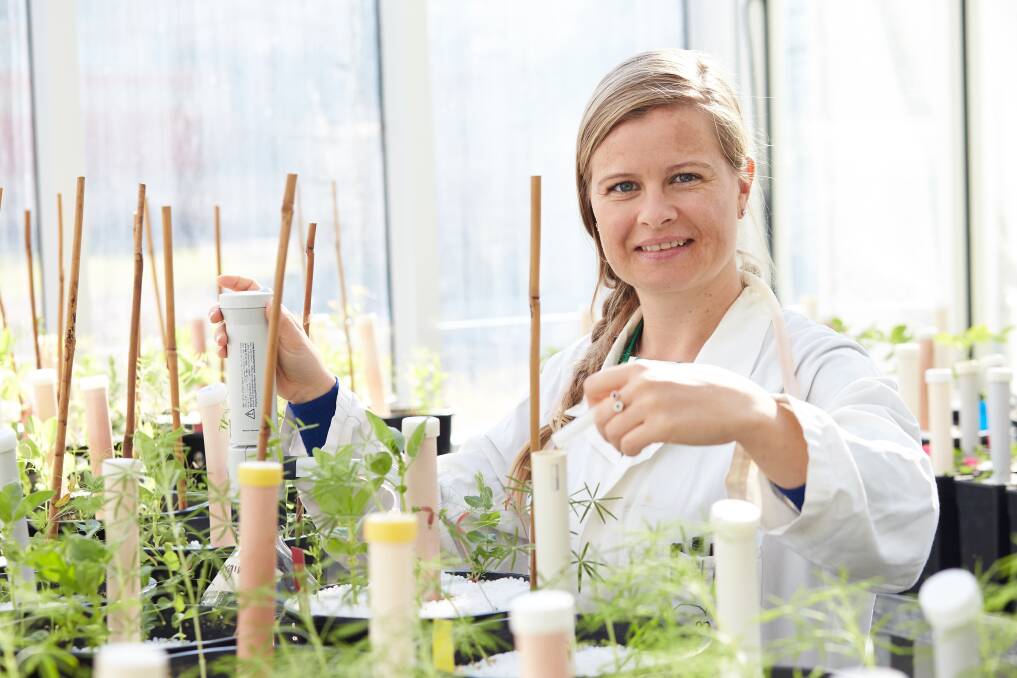 MALDIID director Sofie De Meyer. In a worldwide first the business is using mass spectrometry technology to help identify rhizobia bacteria to maximise potential legume pasture and crop yields.