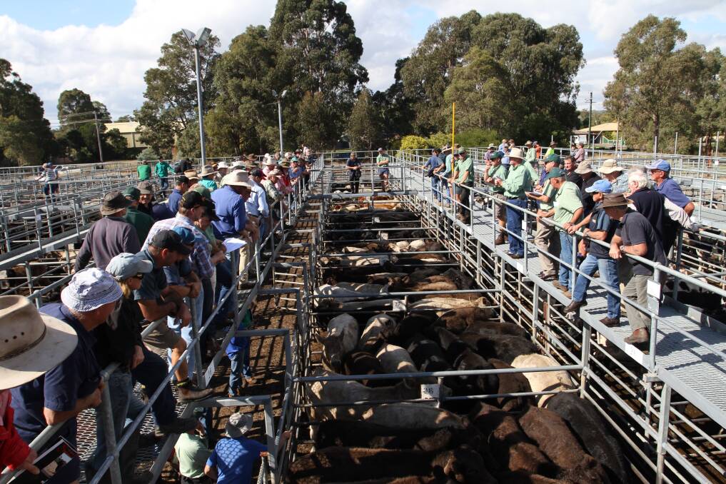 Primaries and Westcoast Livestock are pushing to be allowed to sell through the Boyanup saleyard after an administration oversight from WALSA has meant the lease of the yards has not yet been renewed.