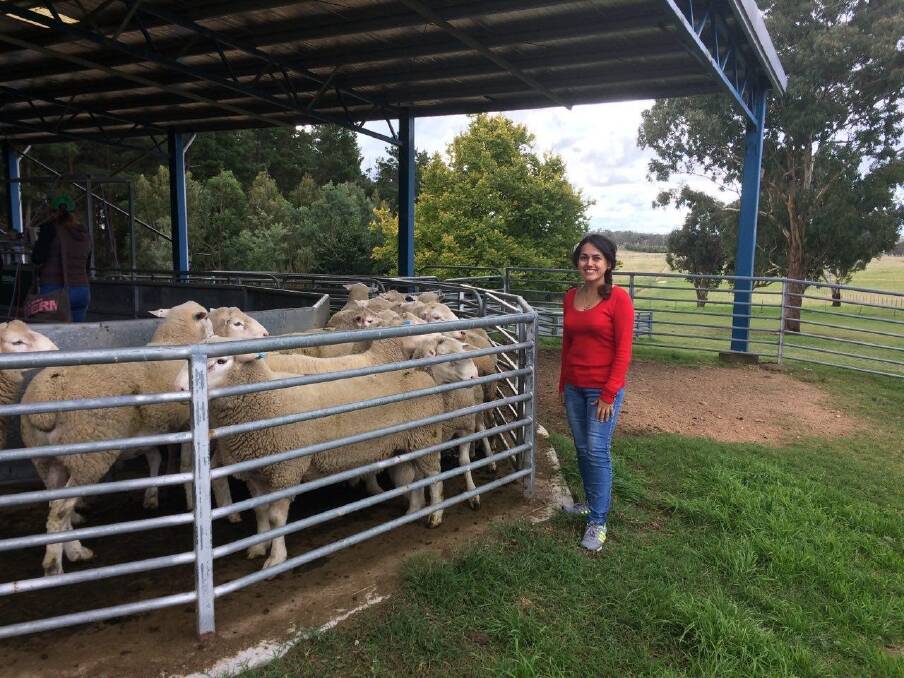  As part of the Australian Wool Education Trust scholarship, UWA student Hediyeh Tahghighi travelled to the University of New England on a sheep production study tour.