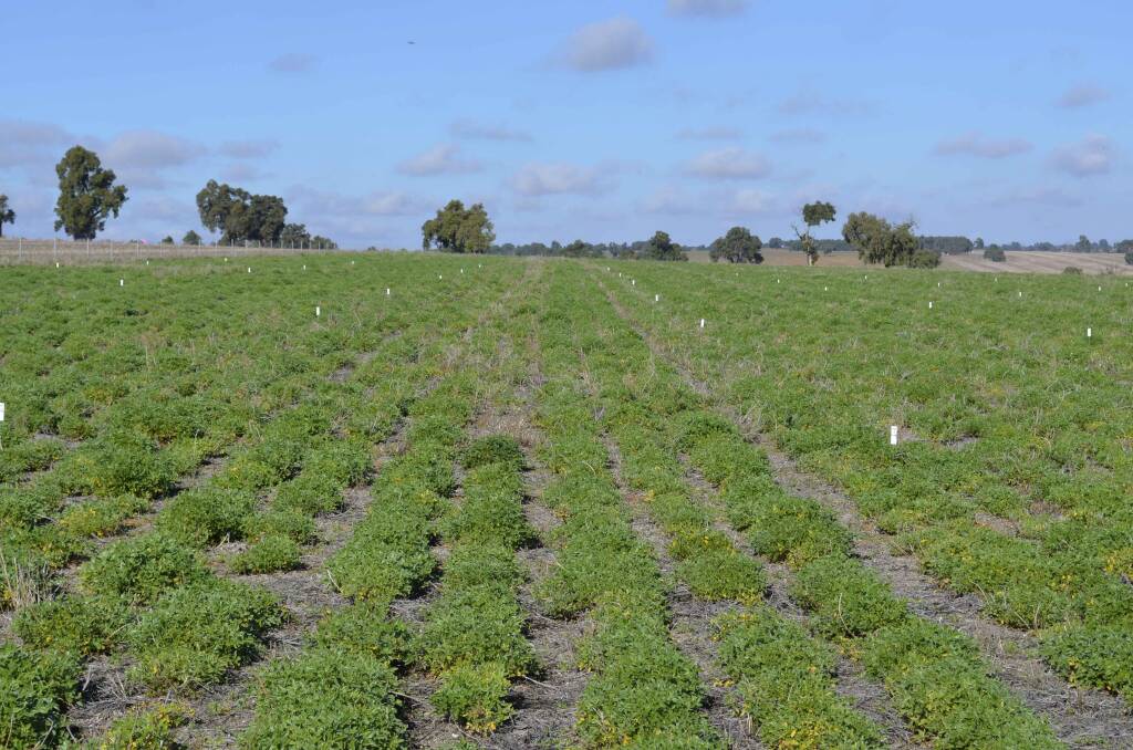  A stand of Tedera on June 15 this year with a food on offer value of 2.7 tonnes per hectare at Dandaragan. The impact of the dry seasonal conditions can be seen in the paddocks in the background.