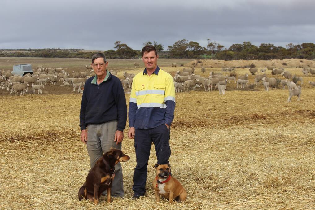 Lyle (left) and Stewart Oliver, Wongan Hills, have been feeding their sheep for months and are glad to see the ewes with lambs at foot haven't lost condition.