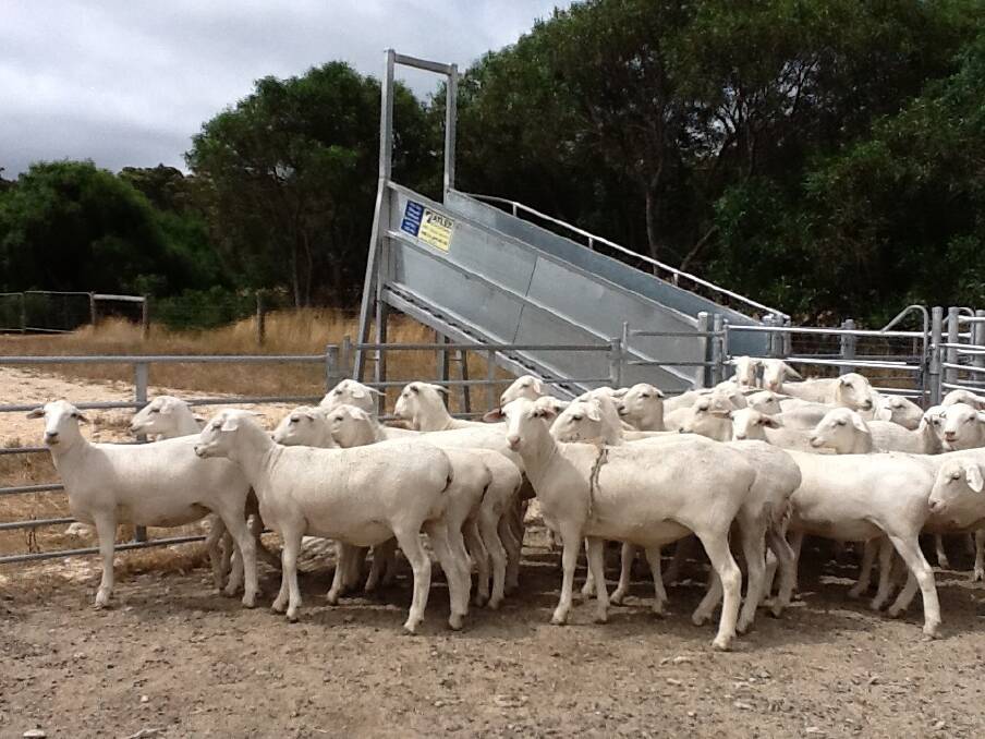 Eight-month-old (black tag) Lamb Master ewe hoggets.