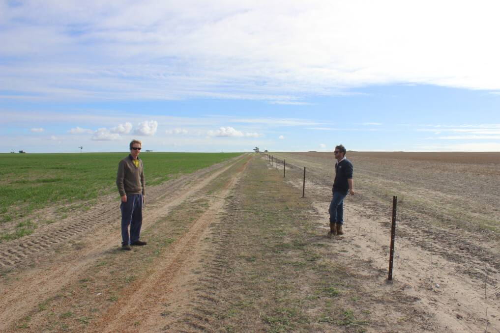 Brothers Robert (left) and Daniel Dempster, Goomalling, check the moisture content in their patchy canola crop. The far paddock shows how dry it has been this season.