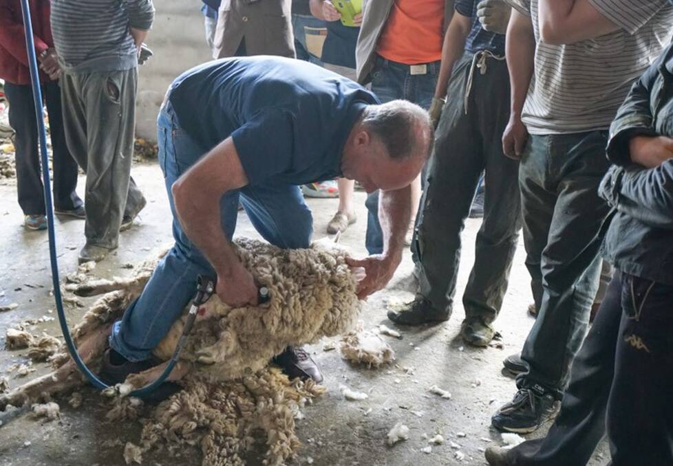 One of the woolgrowers on the Peter Scanlan Wools tour of China demonstrates how sheep are shorn in Australia.