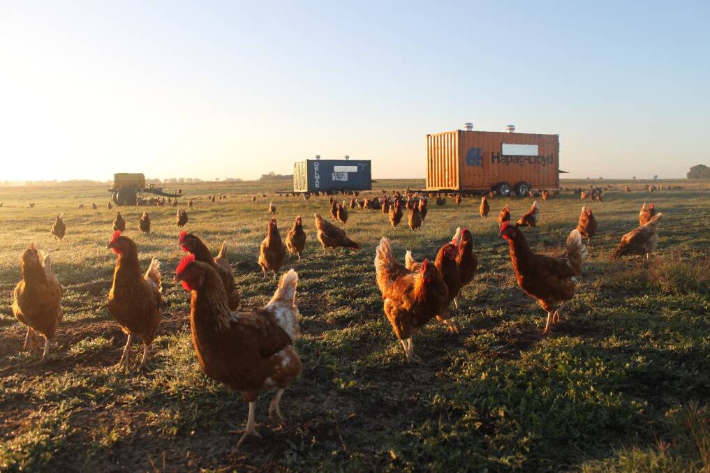 Chickens on Manavi Farm roam free in a 50 hectare paddock that is part of Lindsay and Robyn Cousins’ broadacre farm at Watheroo.