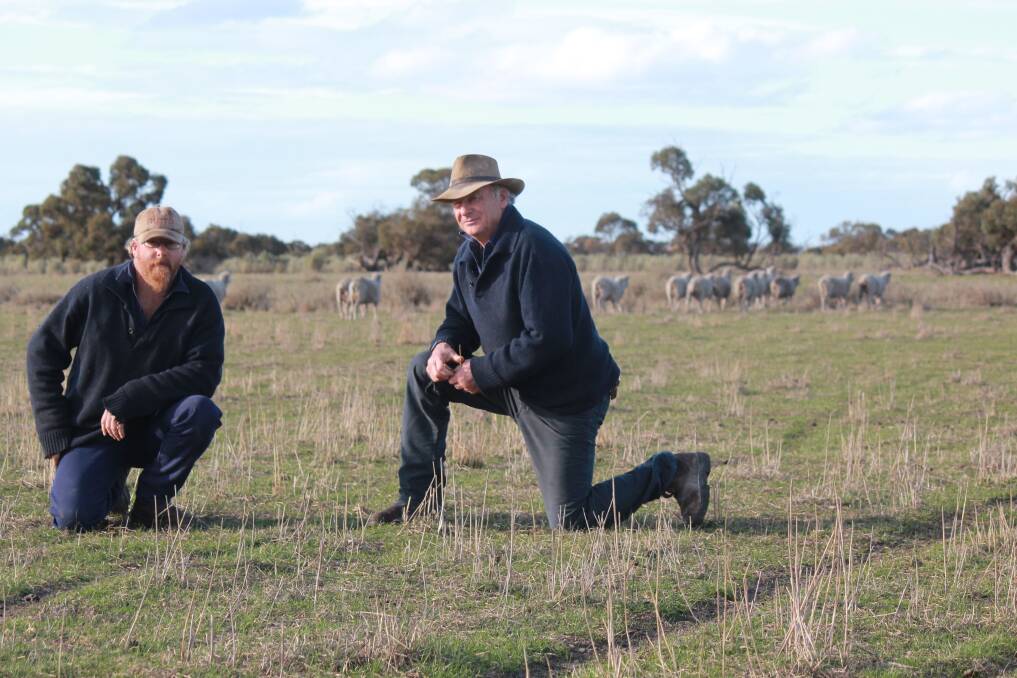  Mike (left) and Ian Walsh, Cranbrook, are seeing great results from using saltbush in conjunction with perennial and annual pastures to improve salinity-impacted land that was almost unproductive.