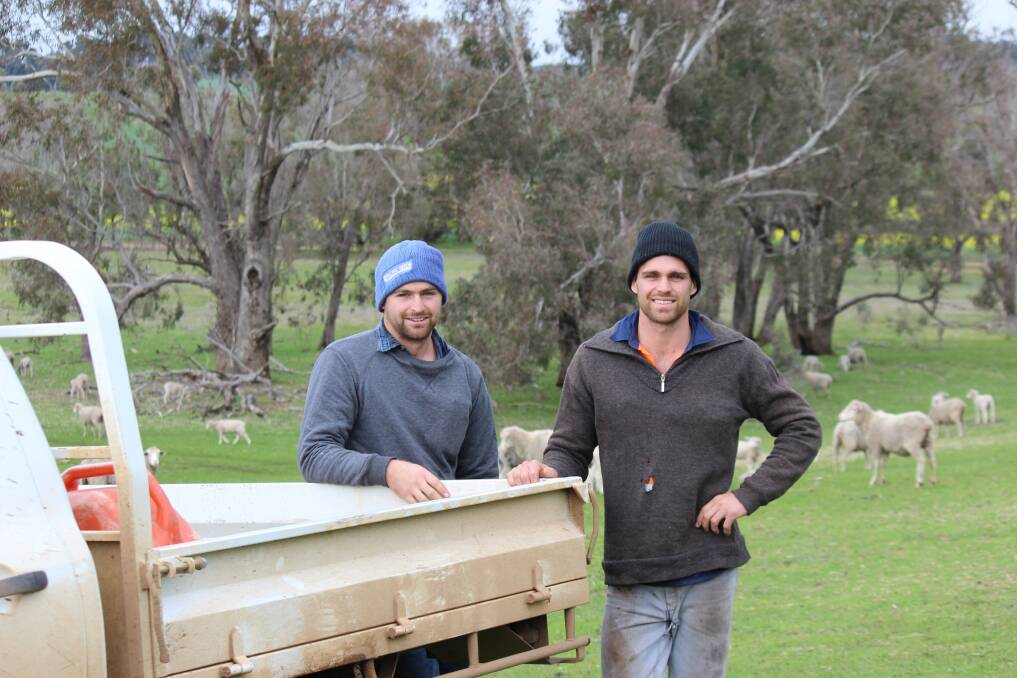  Nick (left) and Simon Panizza, Williams, know there is a place for sheep alongside the family cropping enterprise.