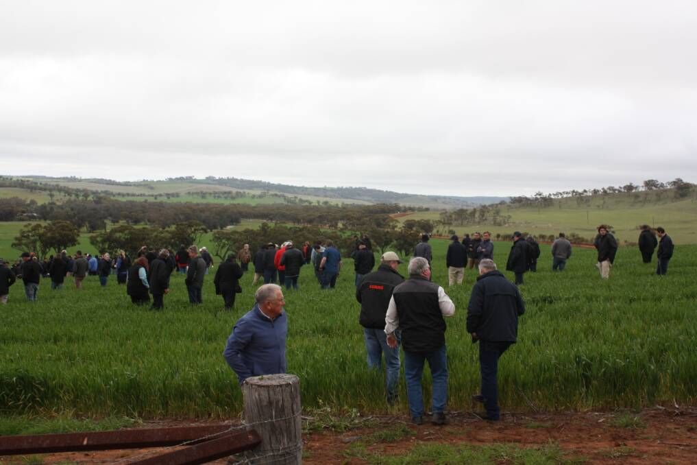 Uncontrolled traffic – more than 120 farmers check out a wheat crop on Bolgart farmer Trevor Syme's 'west block'.