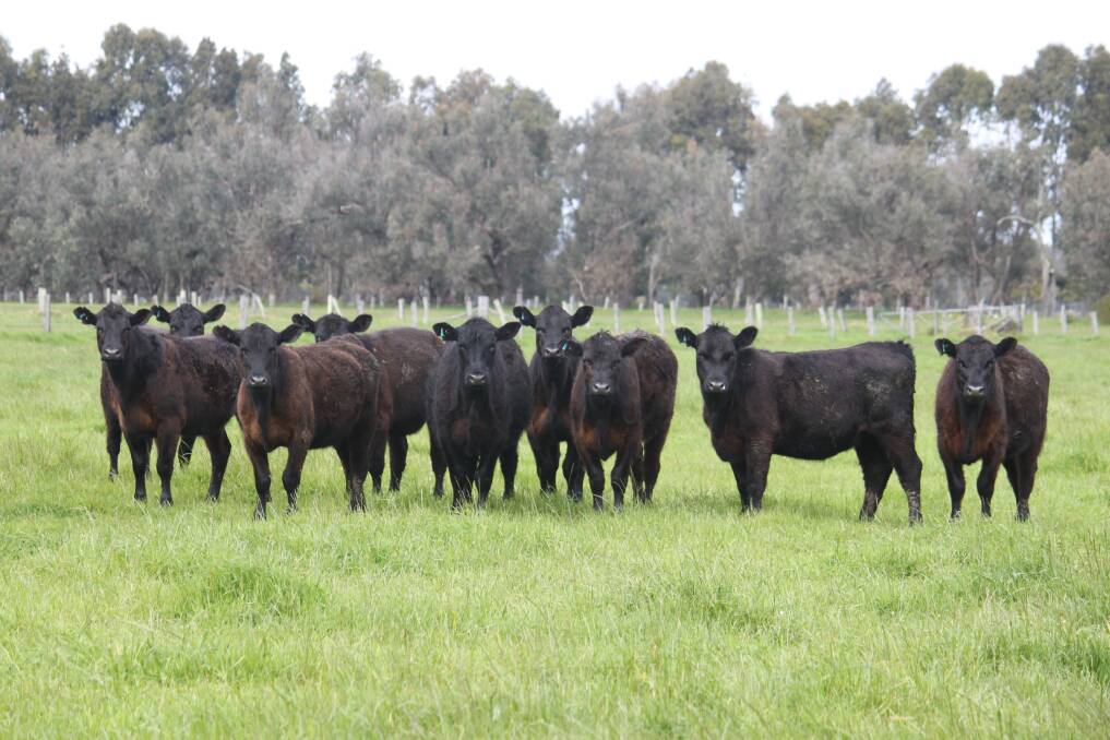 Dardanup operation Depiazzi Agricultural Co will be one of the bigger vendors in the beef section of the sale when it offers a run of 40 Angus heifers aged 14-16 months.