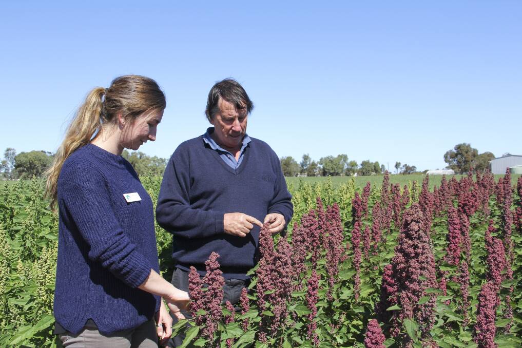 DPIRD development officer Bonnie Jupp and field research manager Steve Cosh inspect a stand of seven-week-old Chile quinoa at the Woorree trial site, just east of Geraldton.