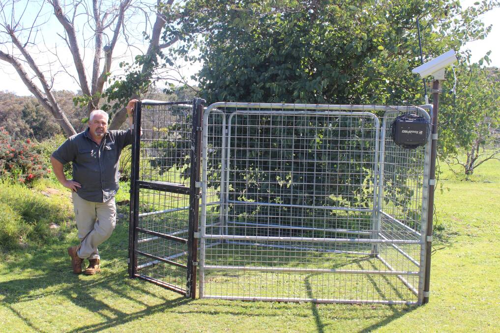 WA Feral Animal Management owner Andy Lockey with his own Matlock Trapping System which has captured more than 172 pigs since February.  The design can be altered in size by adding additional panels.  The camera and remote sensor can be seen on the top right of the cage.