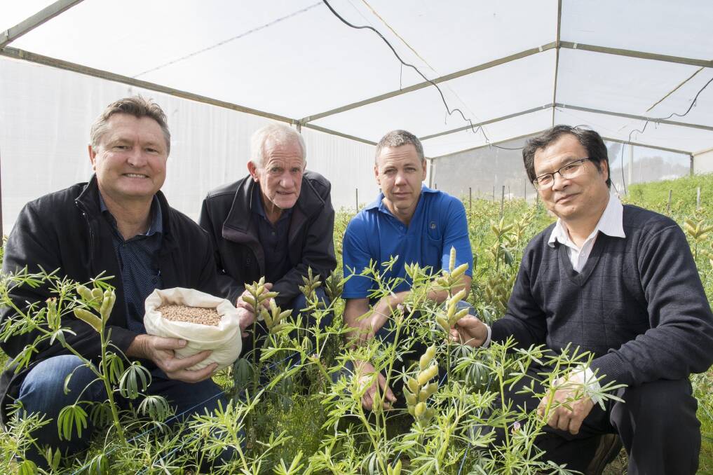  Department of Primary Industries and Regional Development officers Jonathan Clements (left), Cliff Staples, Daniel Renshaw and Dr Hua'an Yang with the newly released lupin variety PBA Leeman.