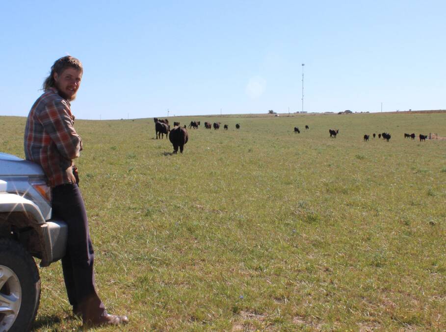 Cattle have been the mainstay enterprise of Lime Peaks Grazing, Guilderton, but young gun Joe Dewar is moving into breeding Merinos and producing wool on Wheatbelt properties to help spread the risk and also provide replacement ewes for his crossbred flock.