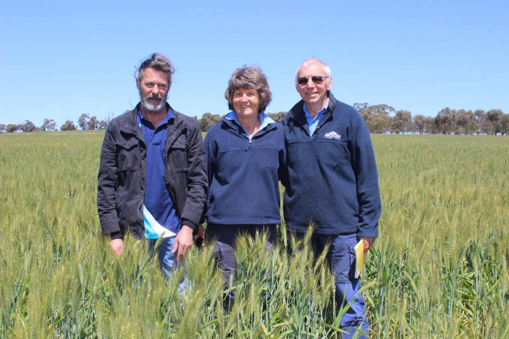 Murdoch University professor Brad Nutt (left) with Anna and Colin Butcher among their Scepter wheat crop grown after Margurita serradella in 2016.  The Butcher's applied starter nitrogen only and said they would get a good yield from the crop despite the seasonal conditions.