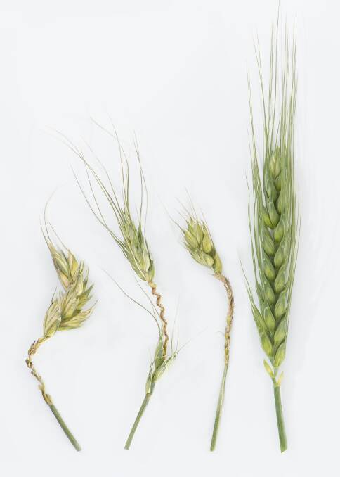One of the new photographs on the updated MyCrop wheat app, showing the bleached and distorted heads of frost-damaged wheat plants at booting (left) versus a healthy head (right.)