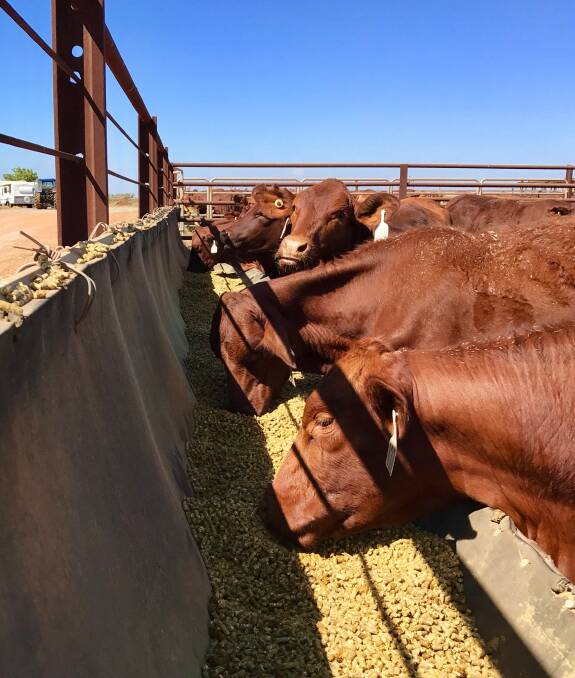 Coolowanyah heifers at the Port Hedland Export Depot last week.  Photo courtesy of Paul Brown.