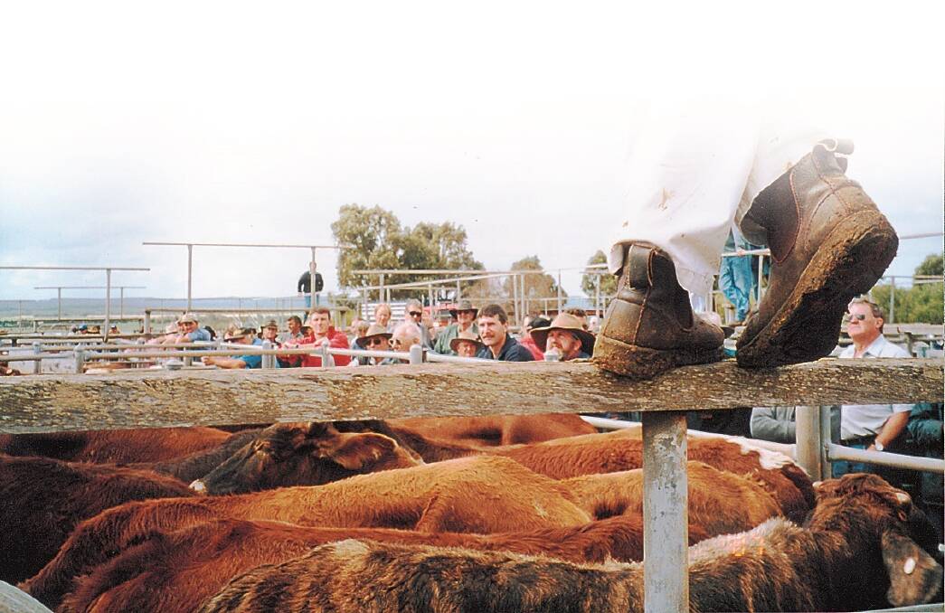 Many in the industry believe the WA cattle market will return to near 2016 highs after the spring flush is out of the way.