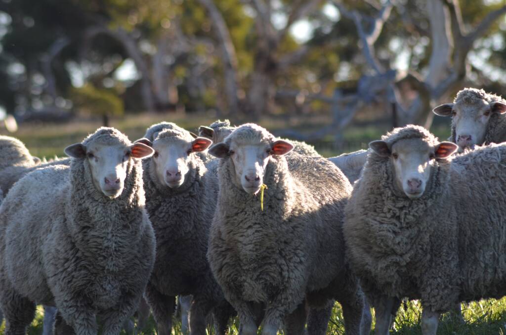 Changes introduced to the Livestock Production Assurance Program at the beginning of the month have been met with confusion from livestock producers across the State.