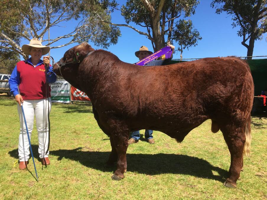 Sharon Penfold, Alsha Baylee Salers, Cowaramup, with the supreme exhibit and grand champion bull selected by judge Andrew Cunningham, Blaweary Charolais stud, Bunbury.